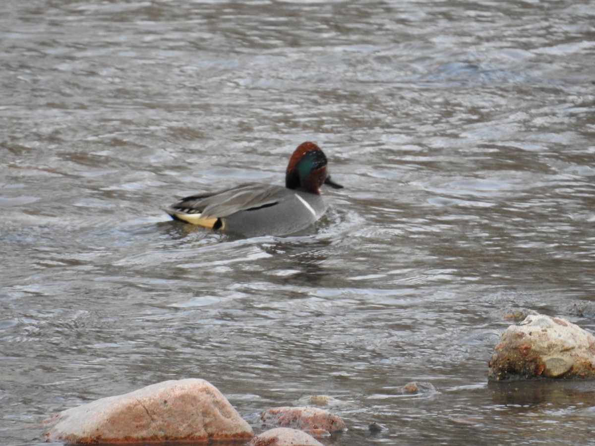 Green-winged Teal - ML615607198