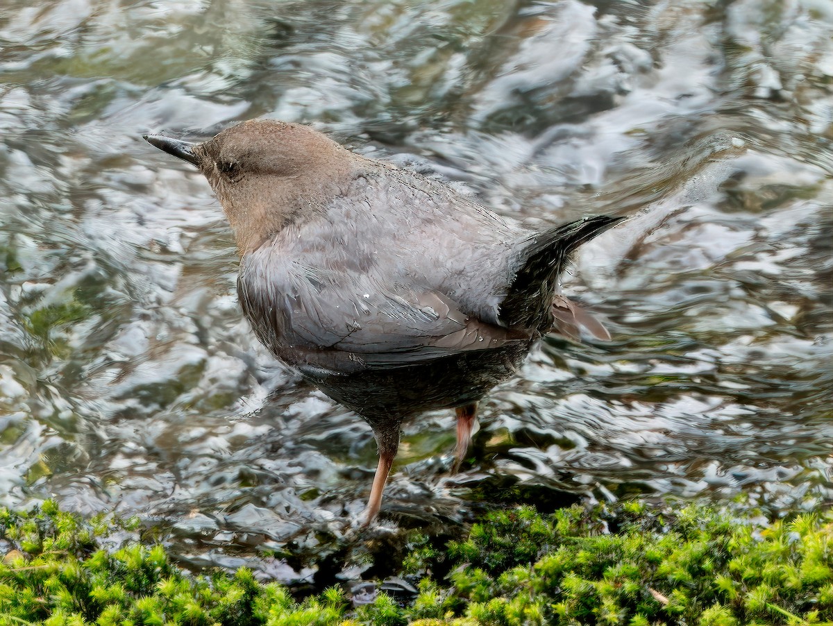 American Dipper - ML615607253