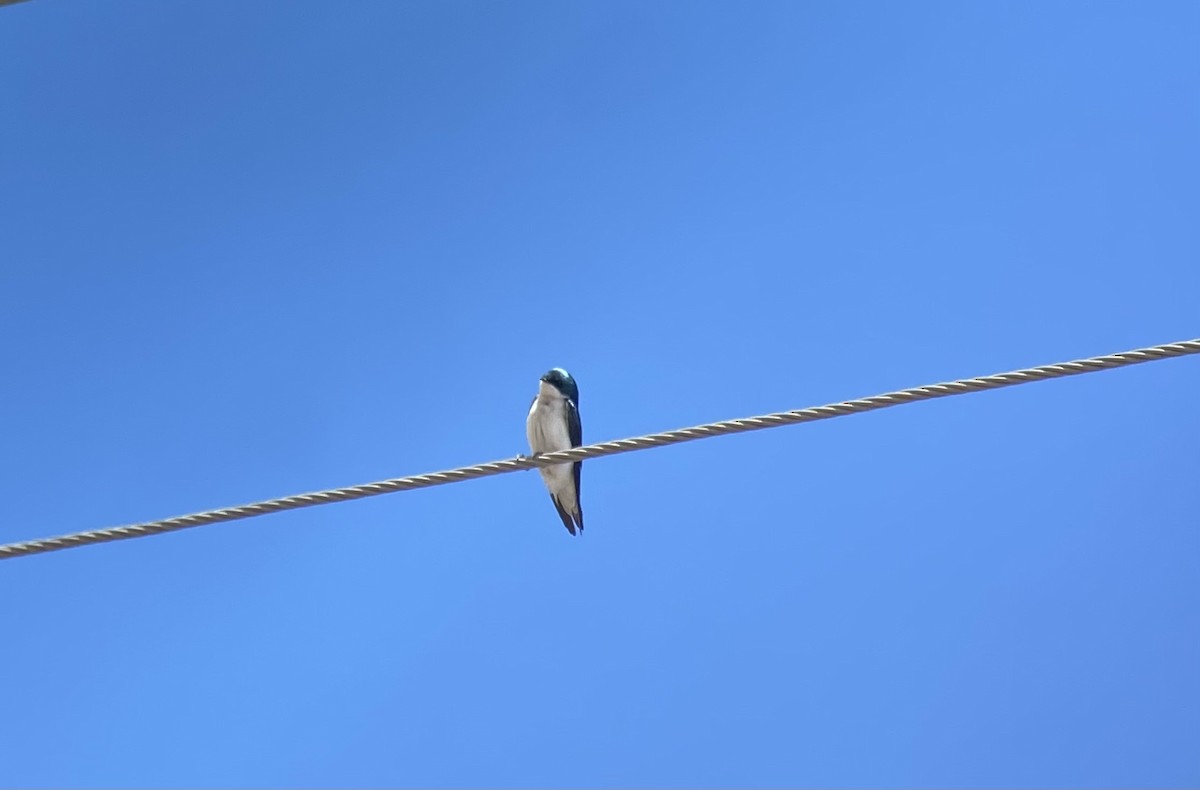 Golondrina Bicolor - ML615607271