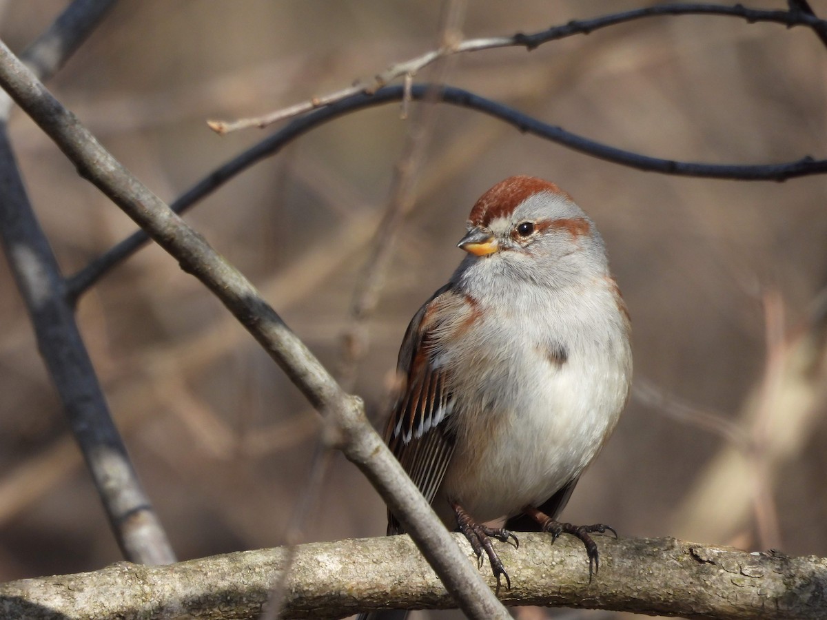 American Tree Sparrow - ML615607273
