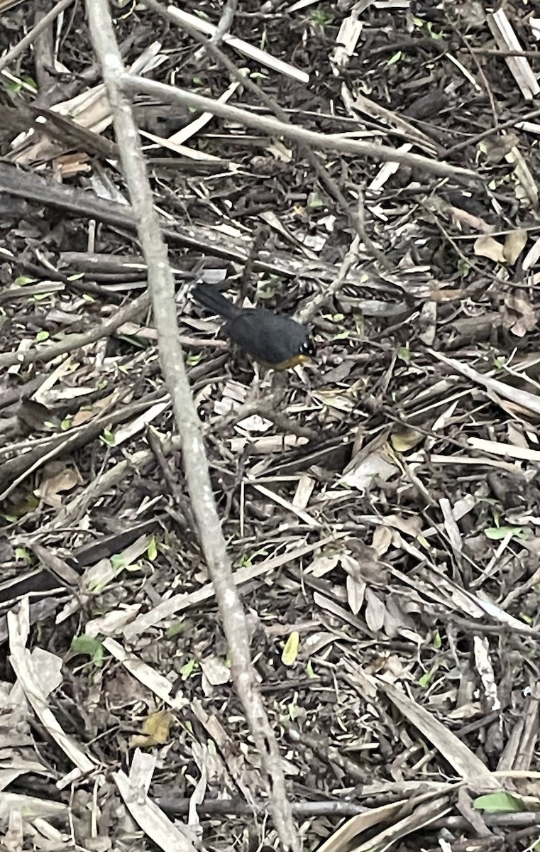 Fan-tailed Warbler - ML615607274