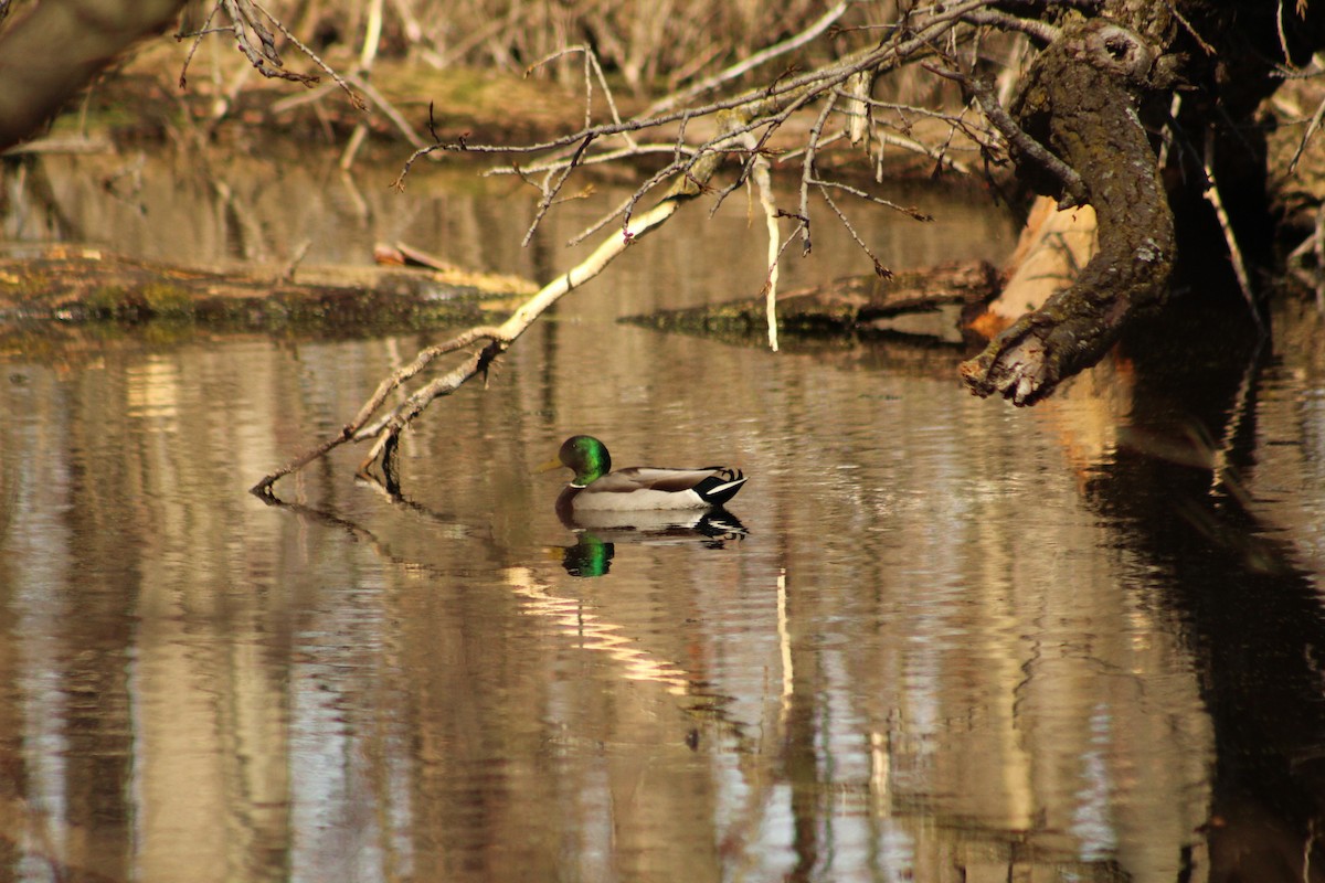 Mallard - ML615607276
