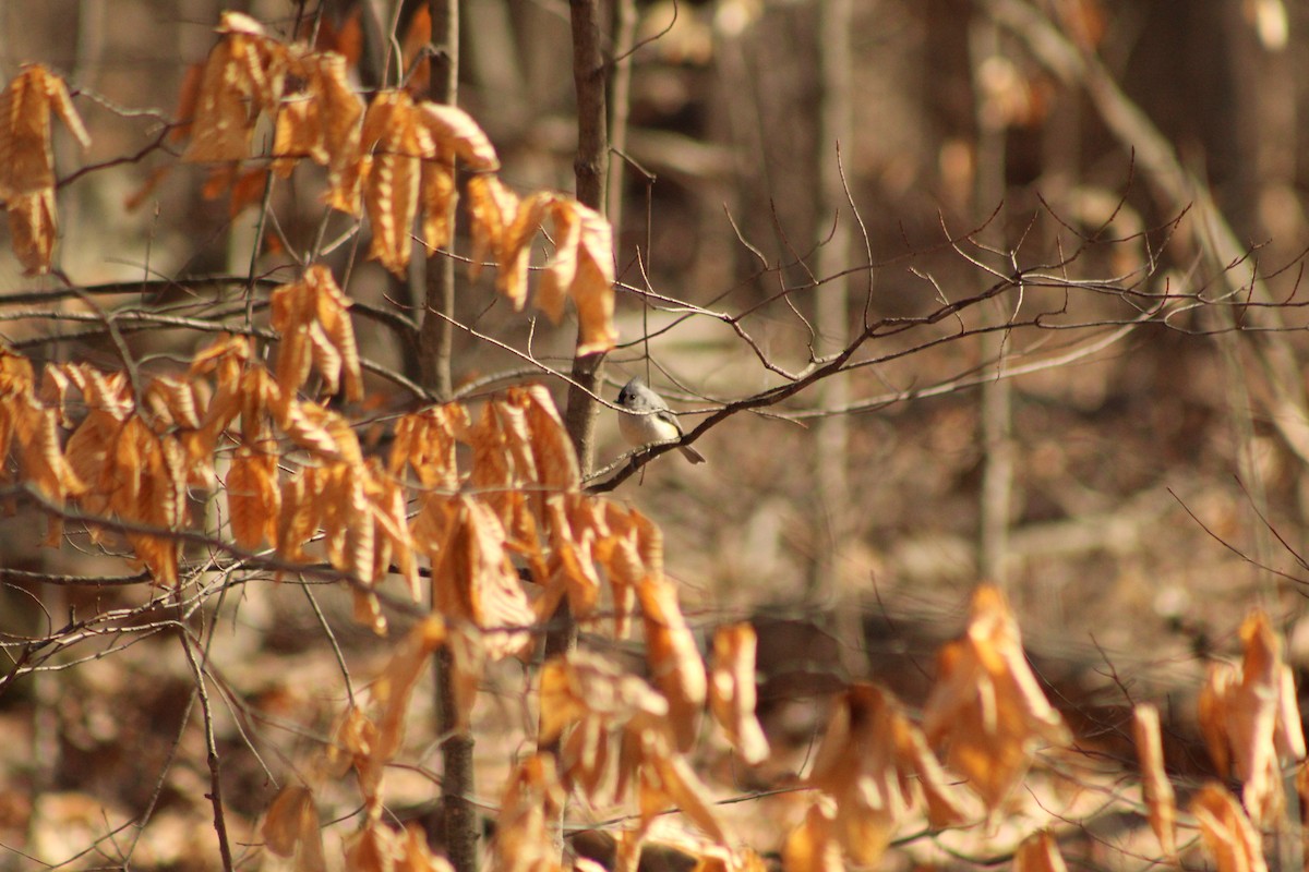 Tufted Titmouse - ML615607282