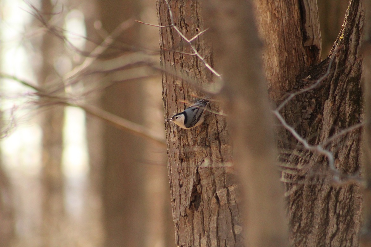 White-breasted Nuthatch - ML615607308