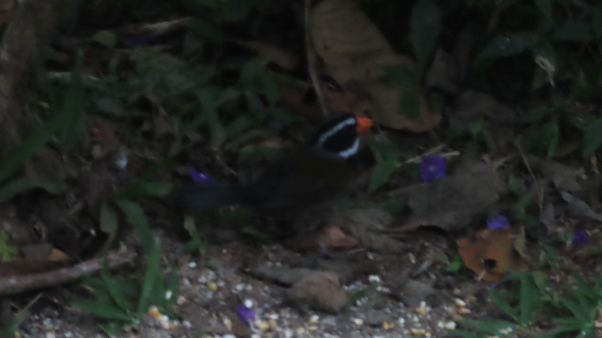 Orange-billed Sparrow - ML615607309