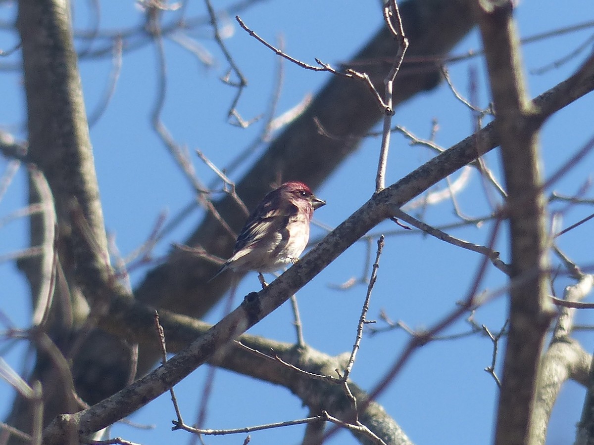 Purple Finch - ML615607312