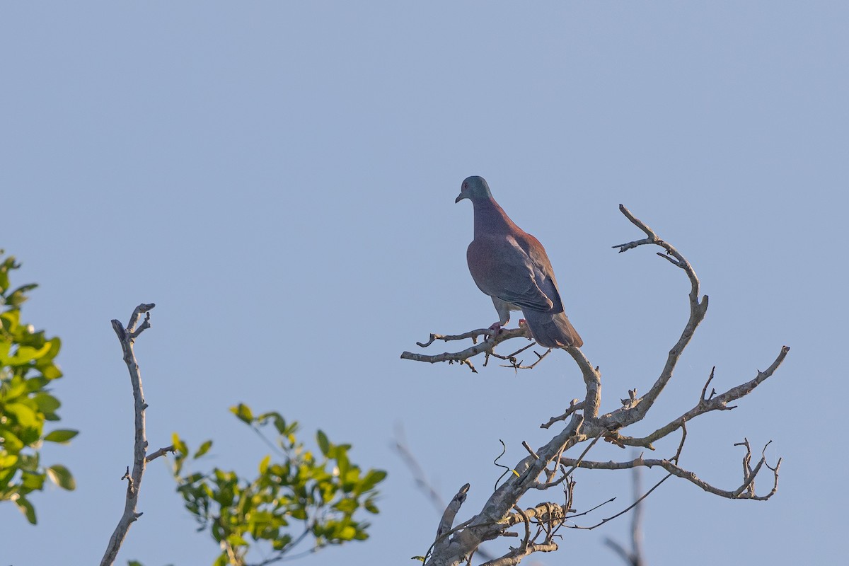 Pale-vented Pigeon - ML615607325