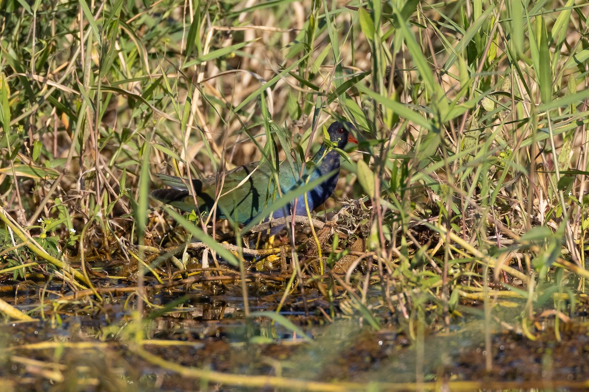 Purple Gallinule - ML615607371