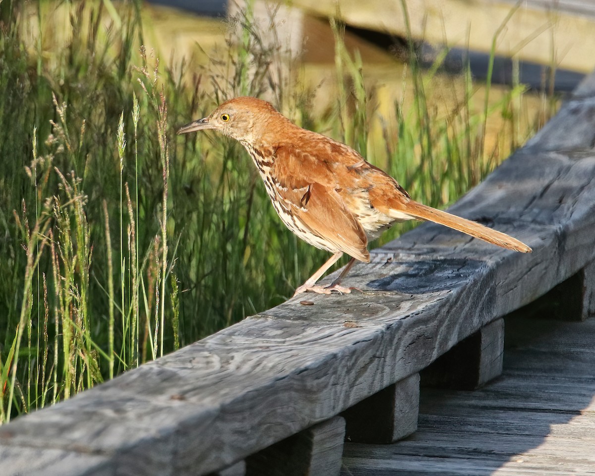 Brown Thrasher - ML615607405