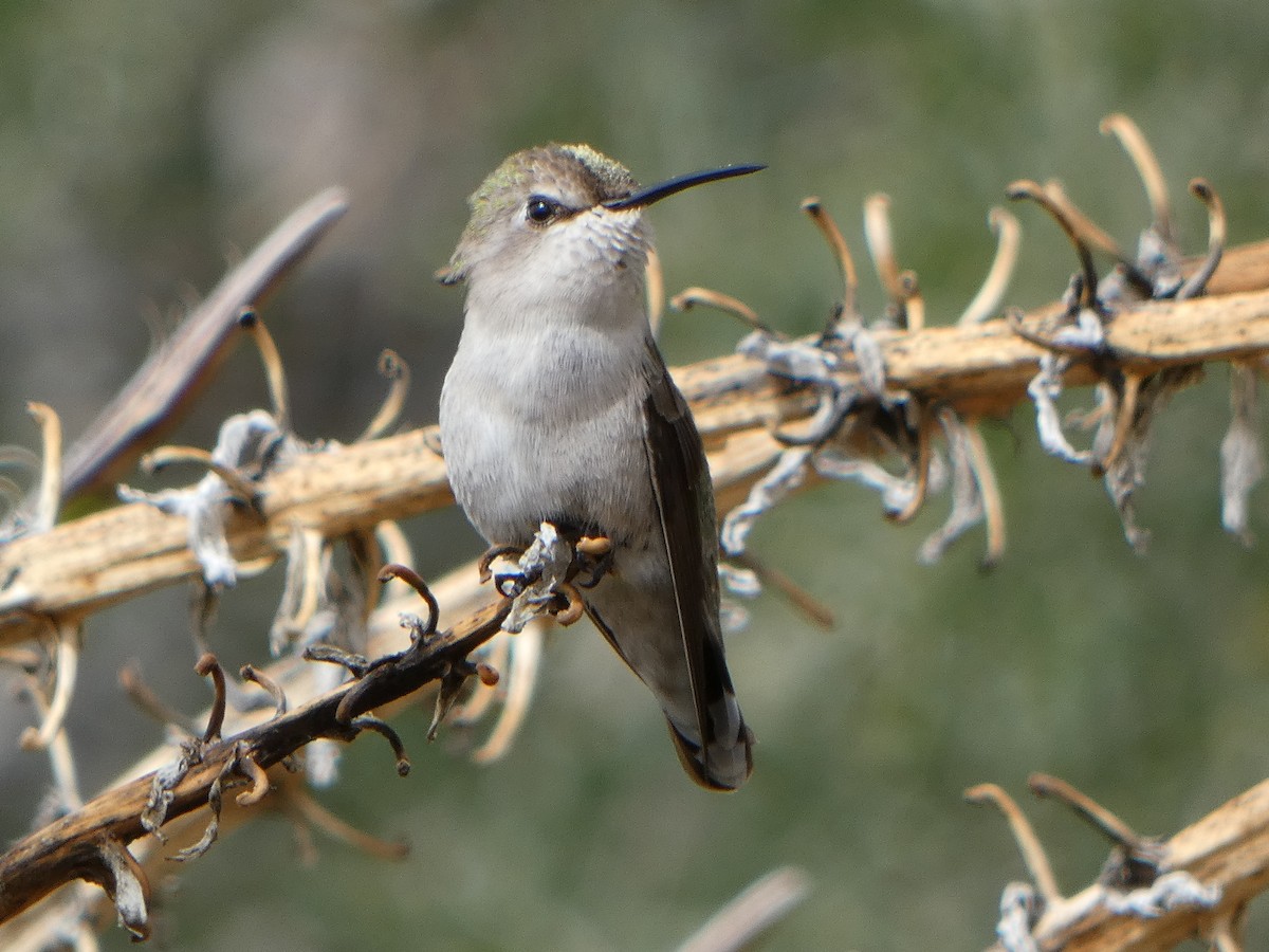 Colibrí de Costa - ML615607424