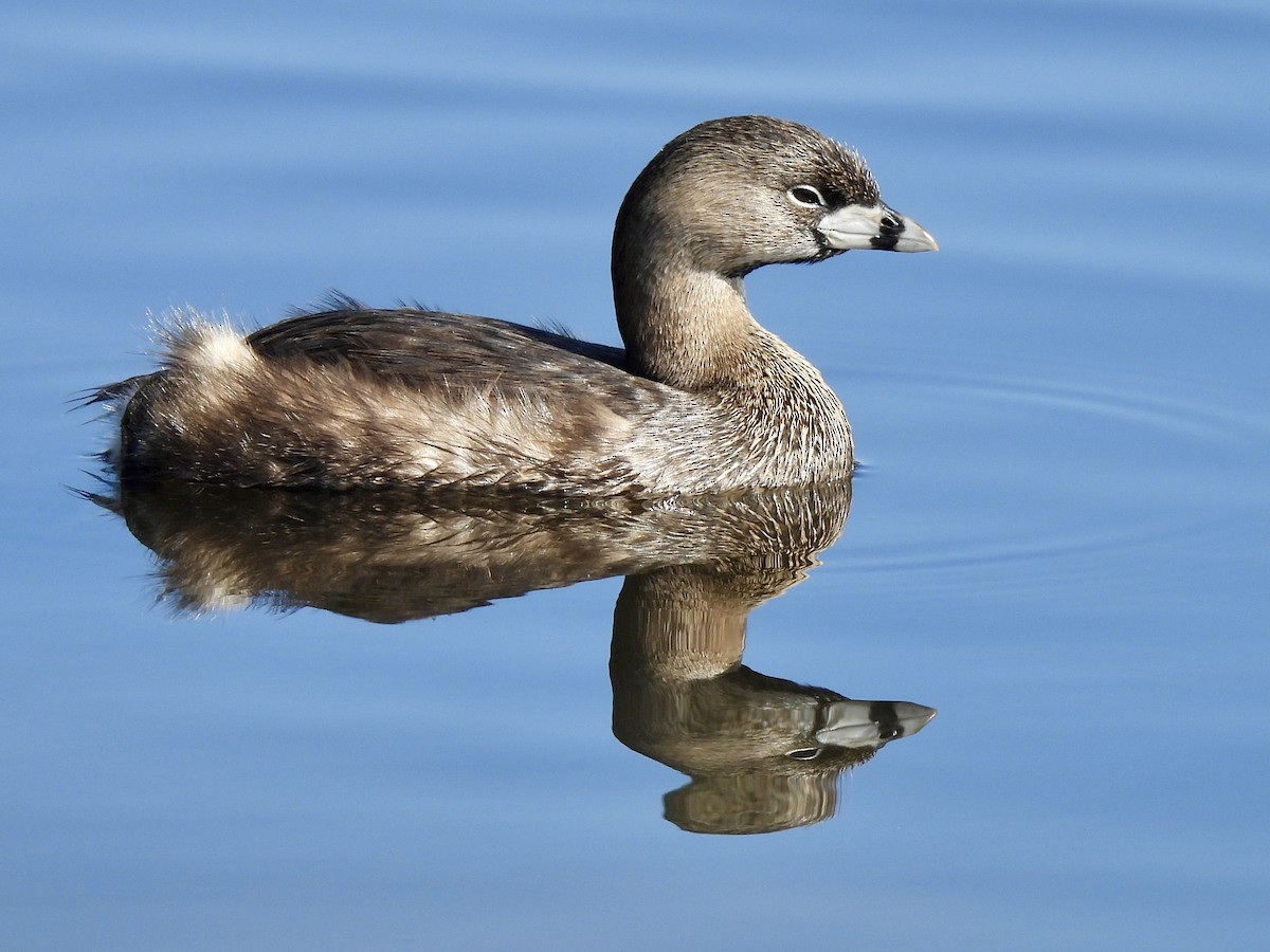 Pied-billed Grebe - nikki bryer-kraft