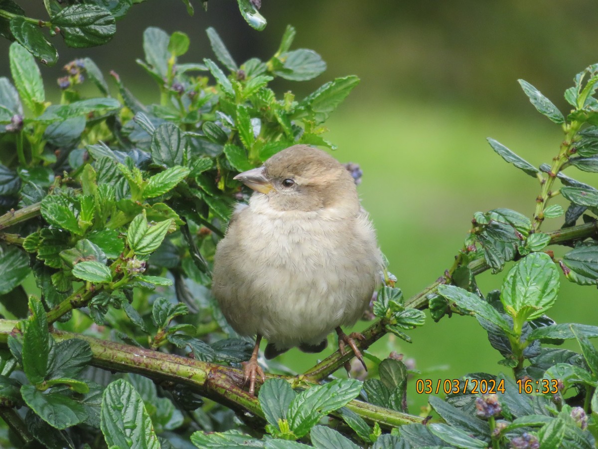 Moineau domestique - ML615607507