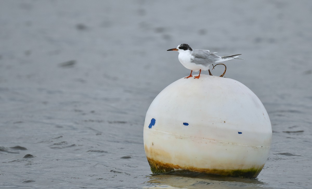 Forster's Tern - Barbara Wise