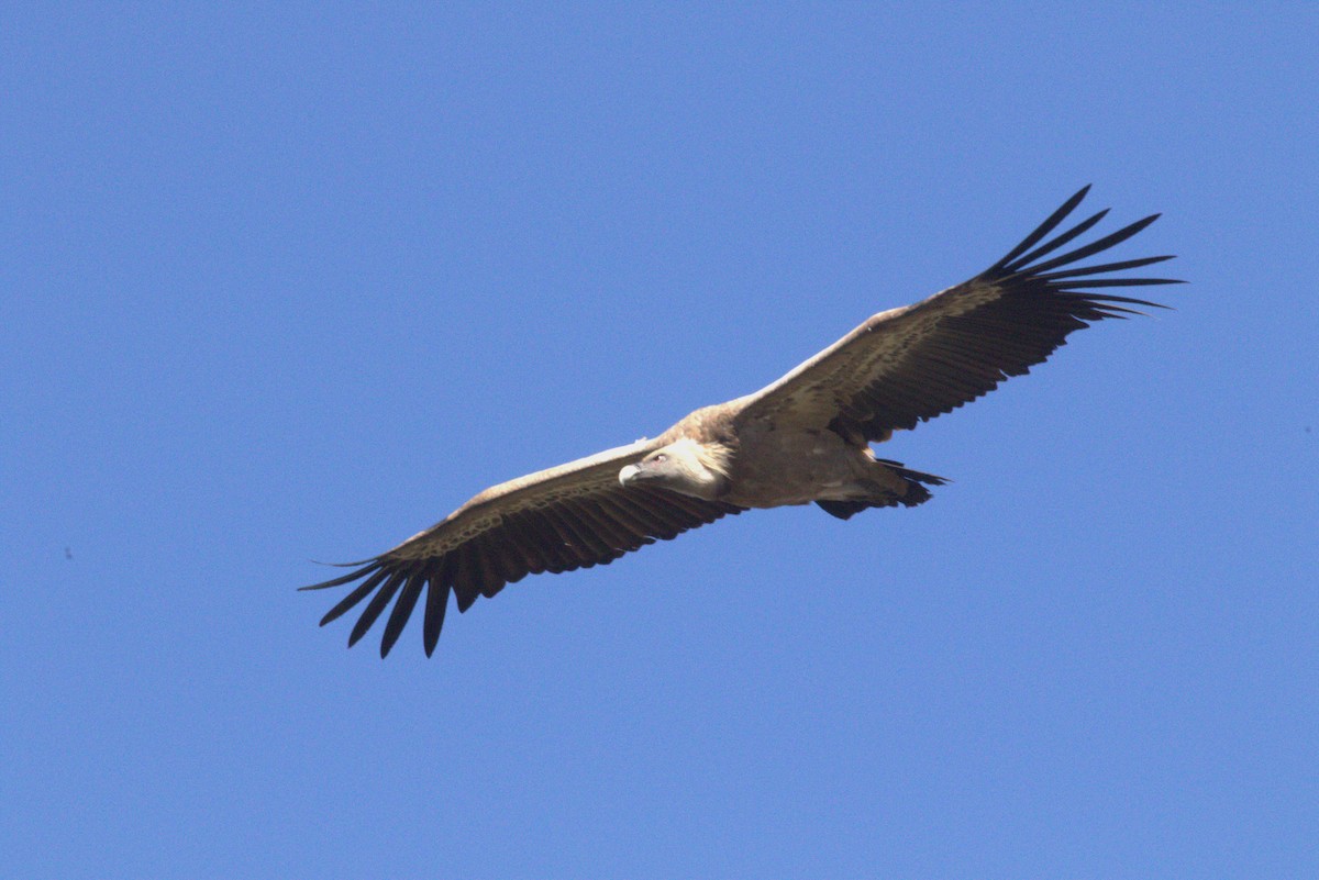 Eurasian Griffon - Andrew Barski