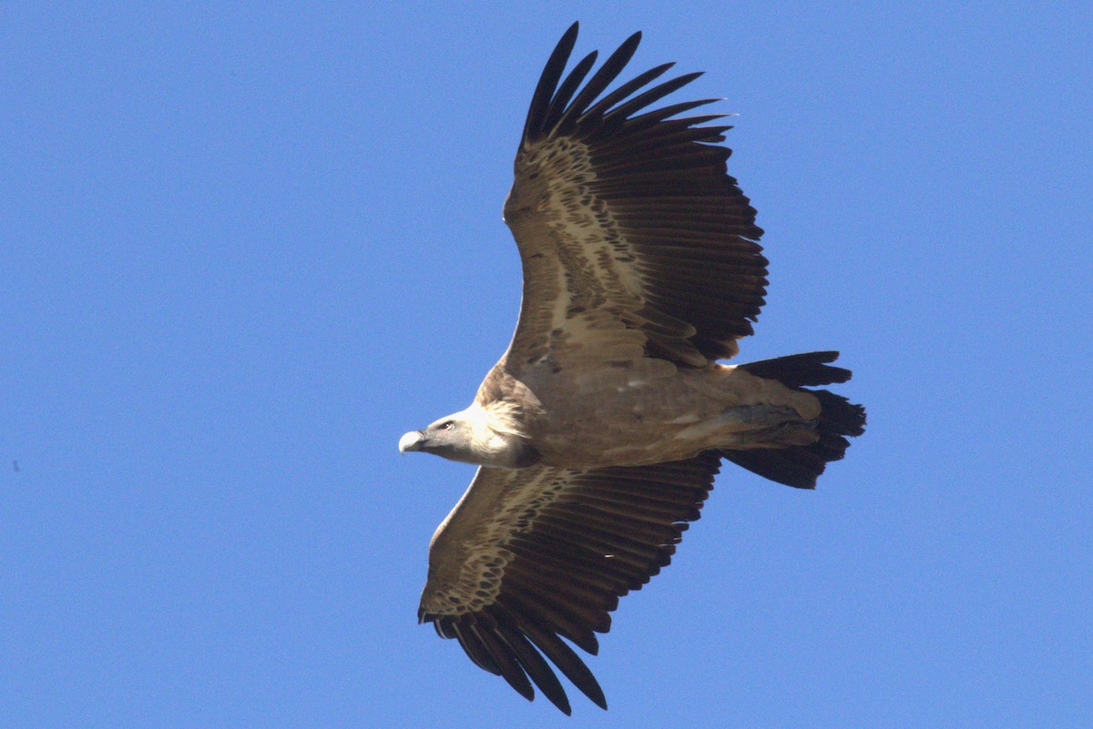 Eurasian Griffon - Andrew Barski