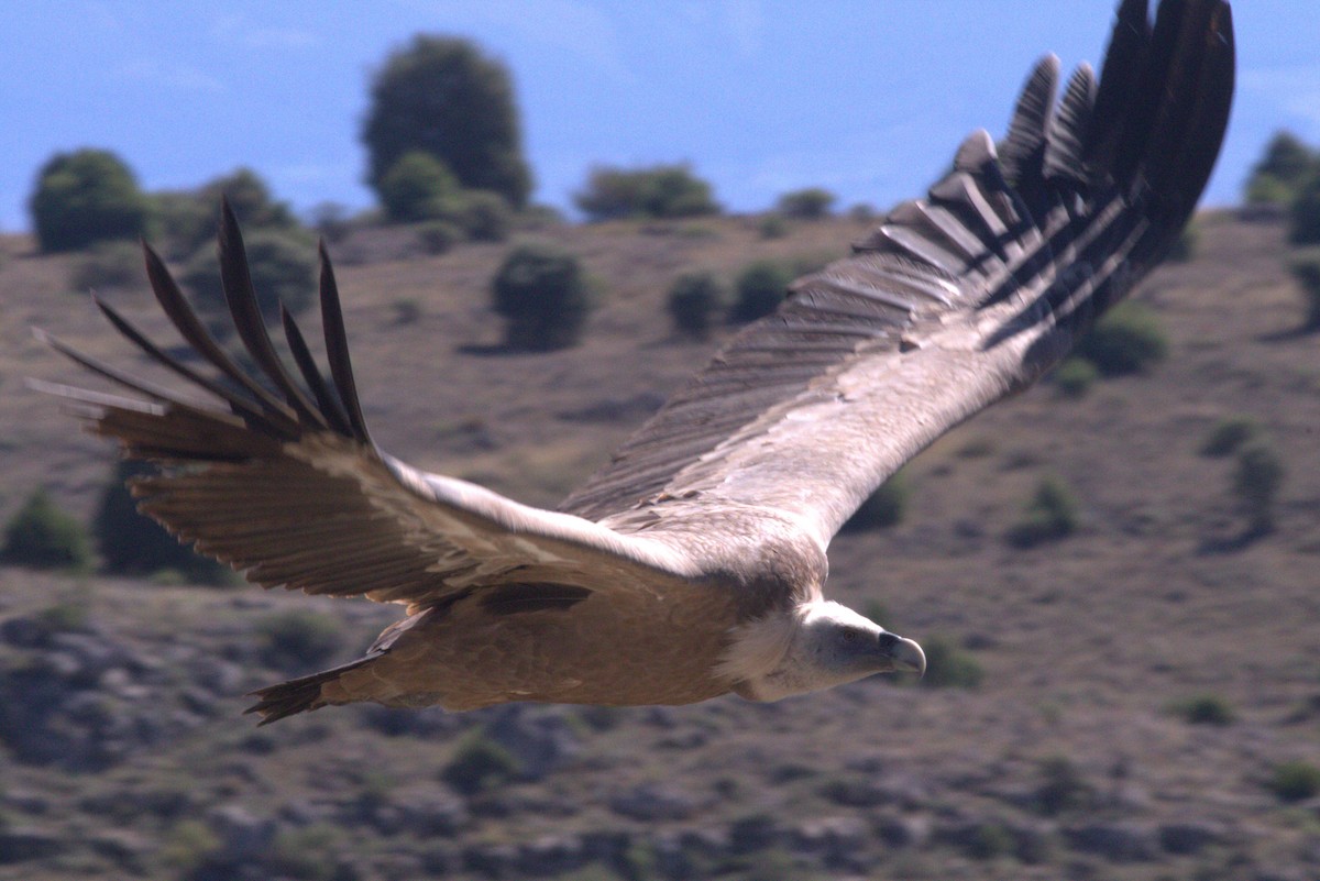 Eurasian Griffon - Andrew Barski