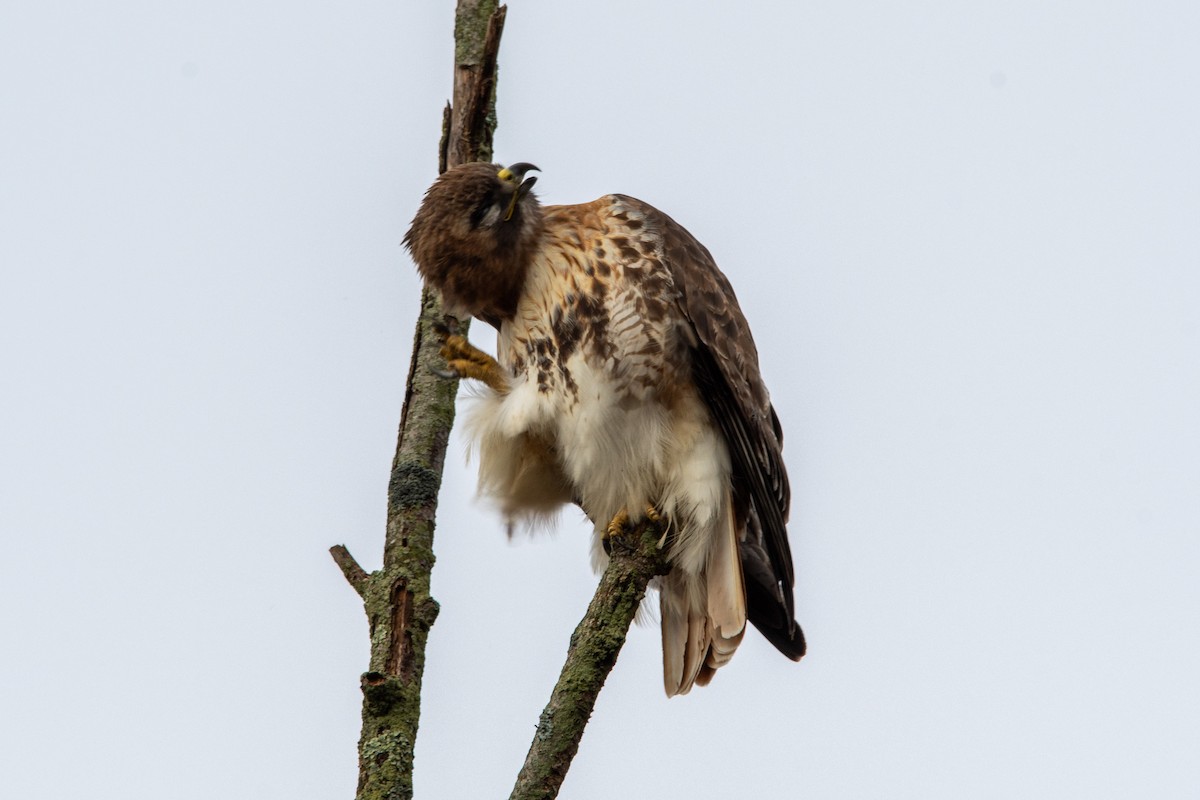 Red-tailed Hawk - ML615607534