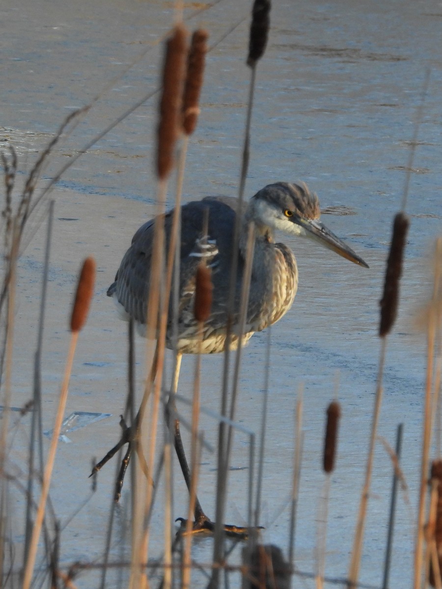 Great Blue Heron - ML615607538