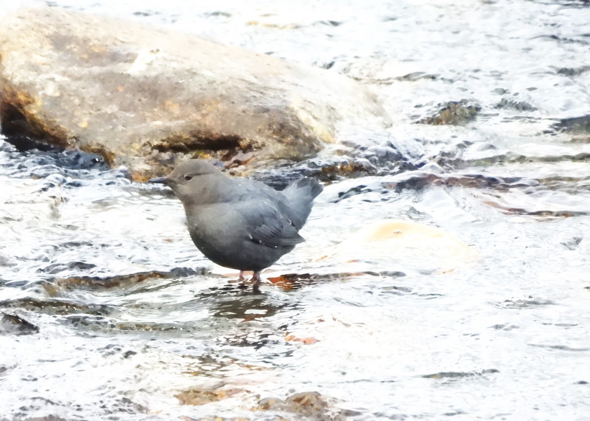 American Dipper - Don Manson