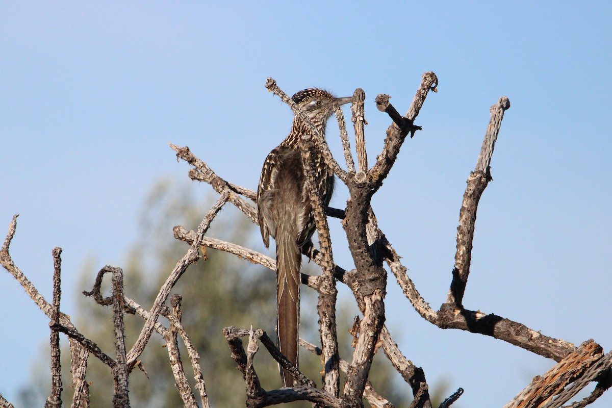 Greater Roadrunner - ML615607596