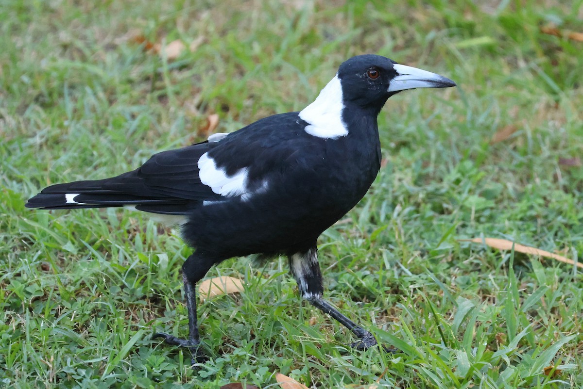 Australian Magpie (Black-backed) - ML615607659