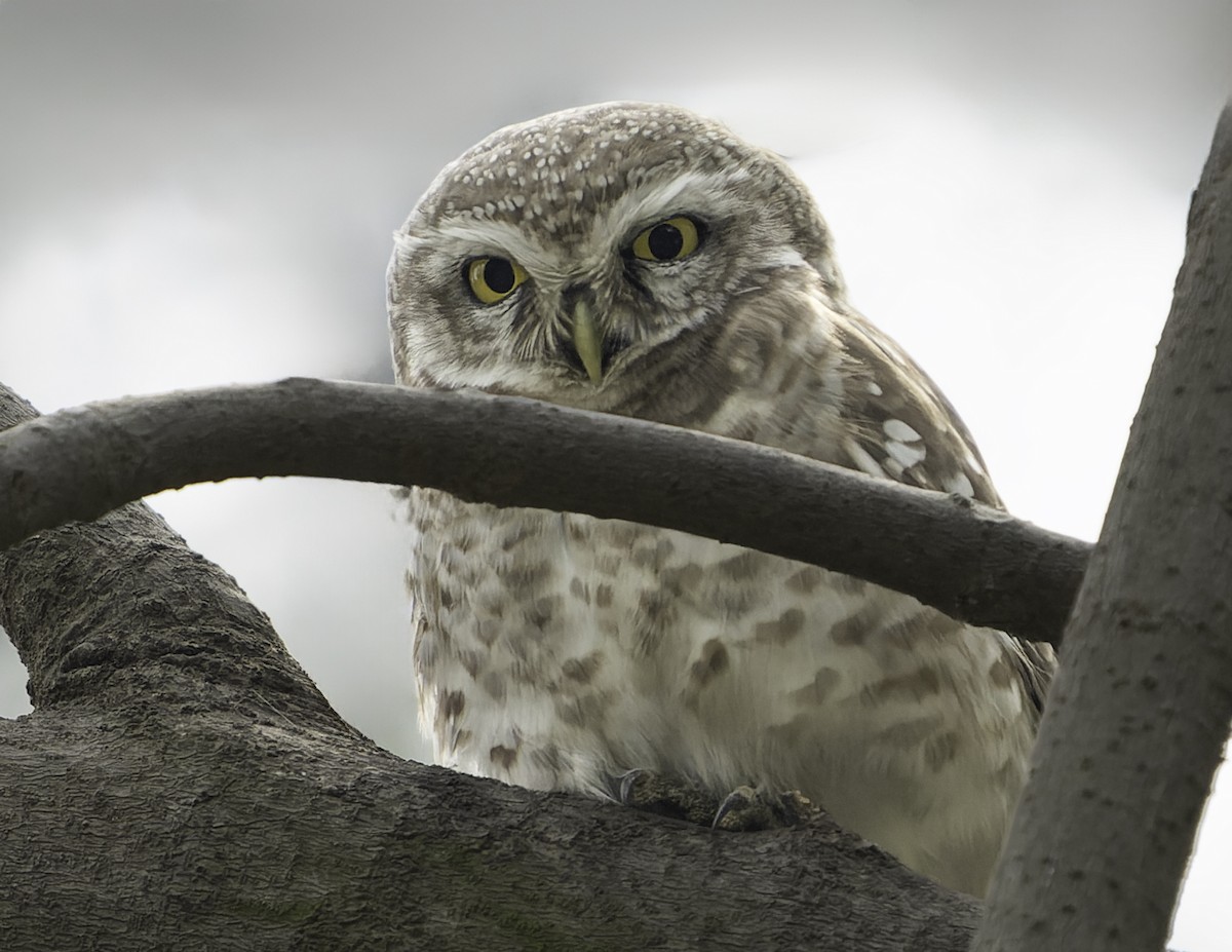 Spotted Owlet - ML615607678