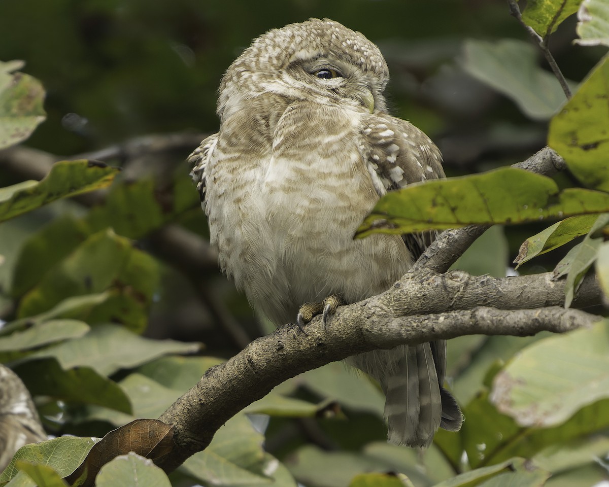 Spotted Owlet - ML615607680