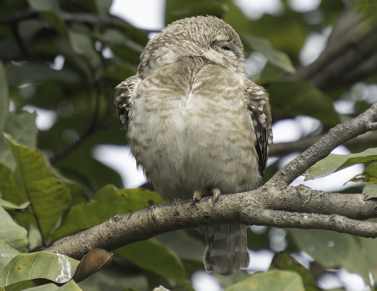 Spotted Owlet - ML615607681