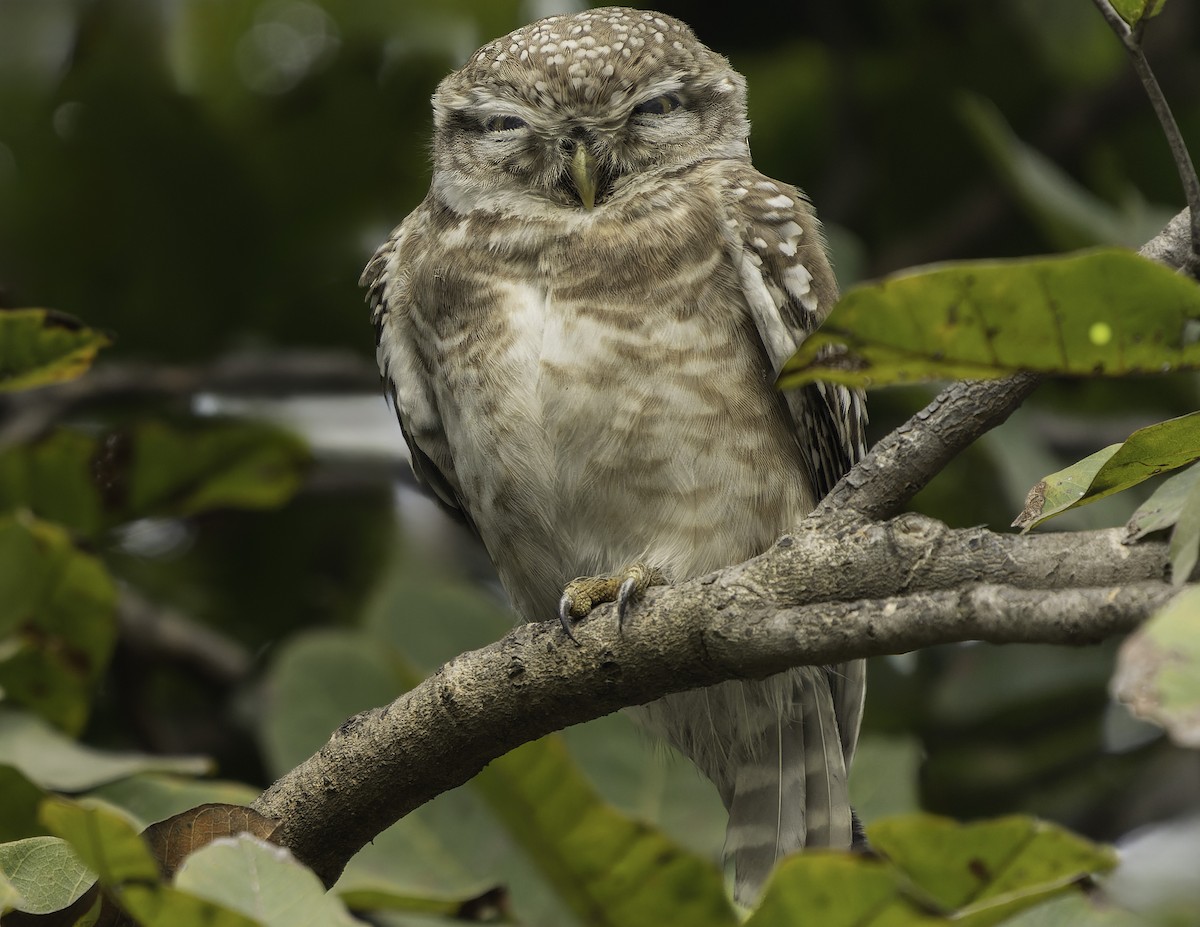 Spotted Owlet - ML615607682