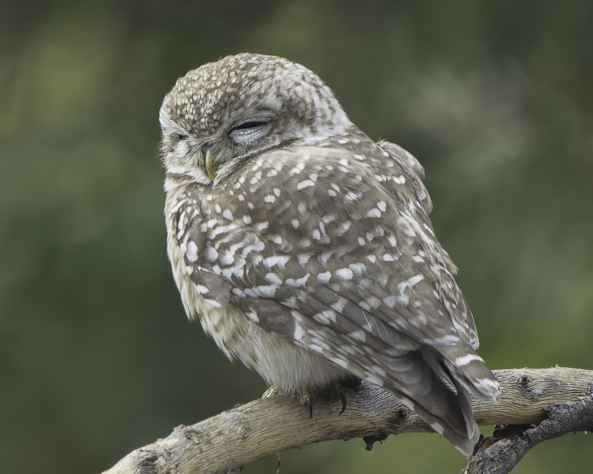 Spotted Owlet - ML615607683