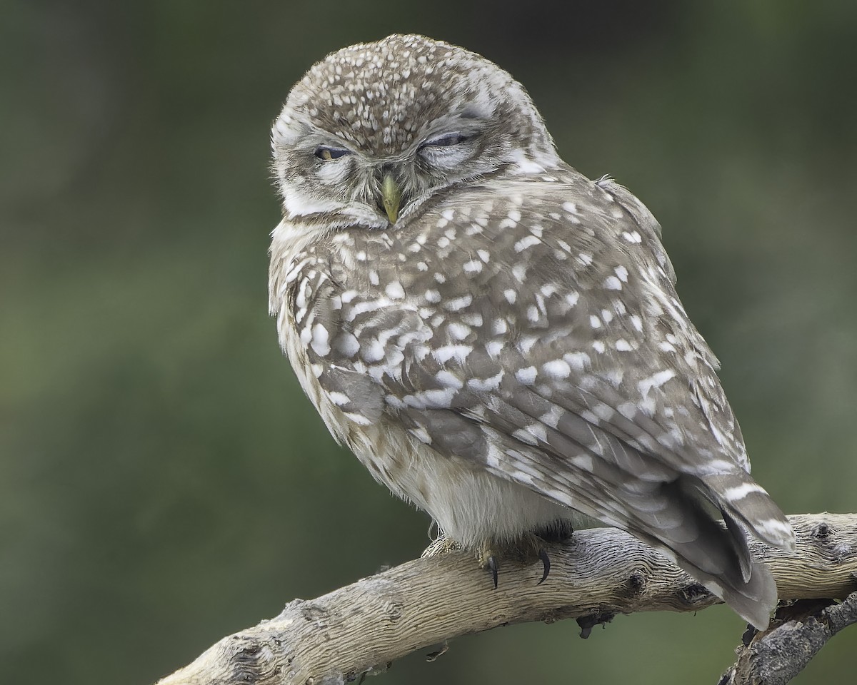 Spotted Owlet - ML615607684