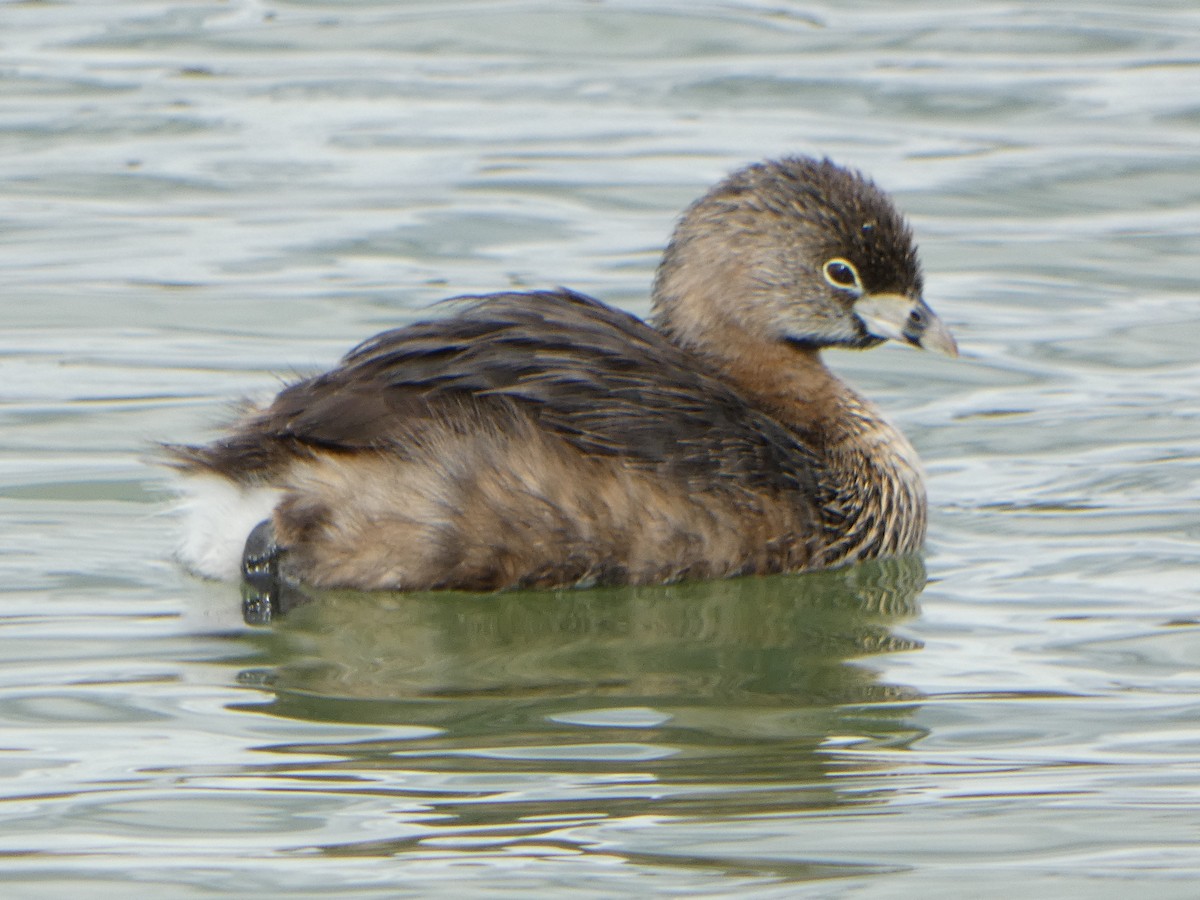 Pied-billed Grebe - ML615607696