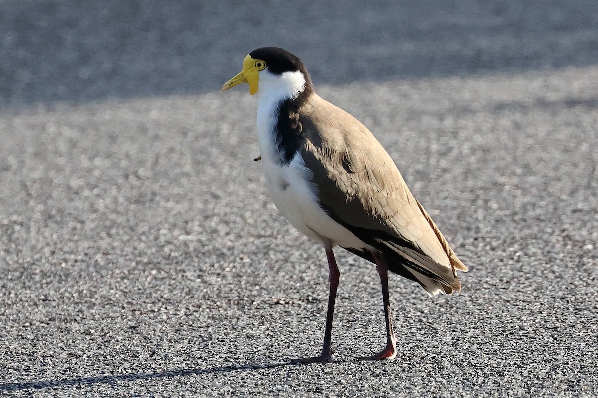 Masked Lapwing - ML615607706