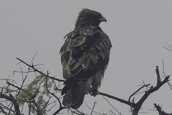 Booted Eagle - ML615607733