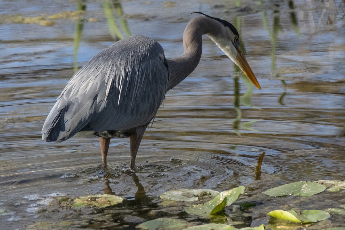 Great Blue Heron - ML615607755