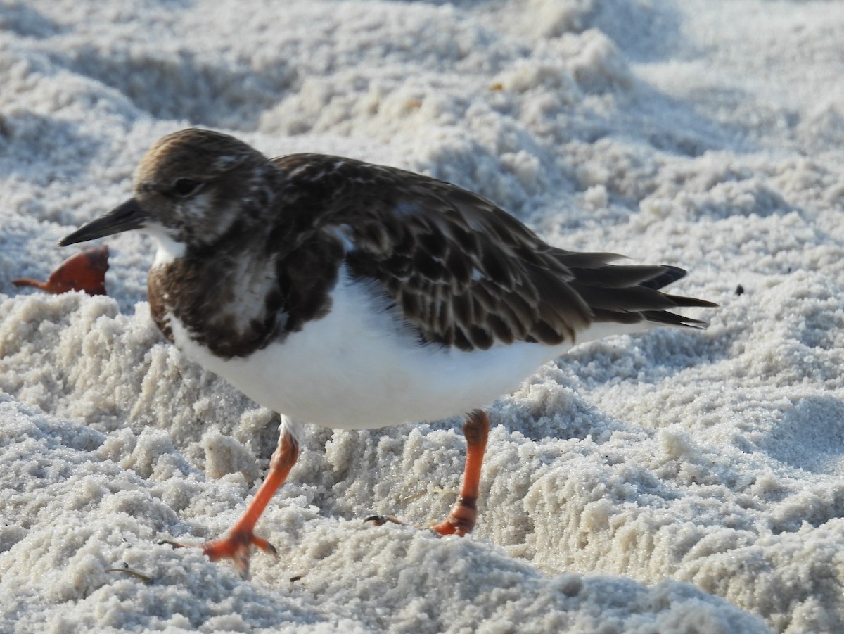 Ruddy Turnstone - Kathy Springer