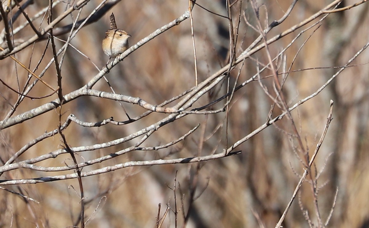 Sedge Wren - ML615607831