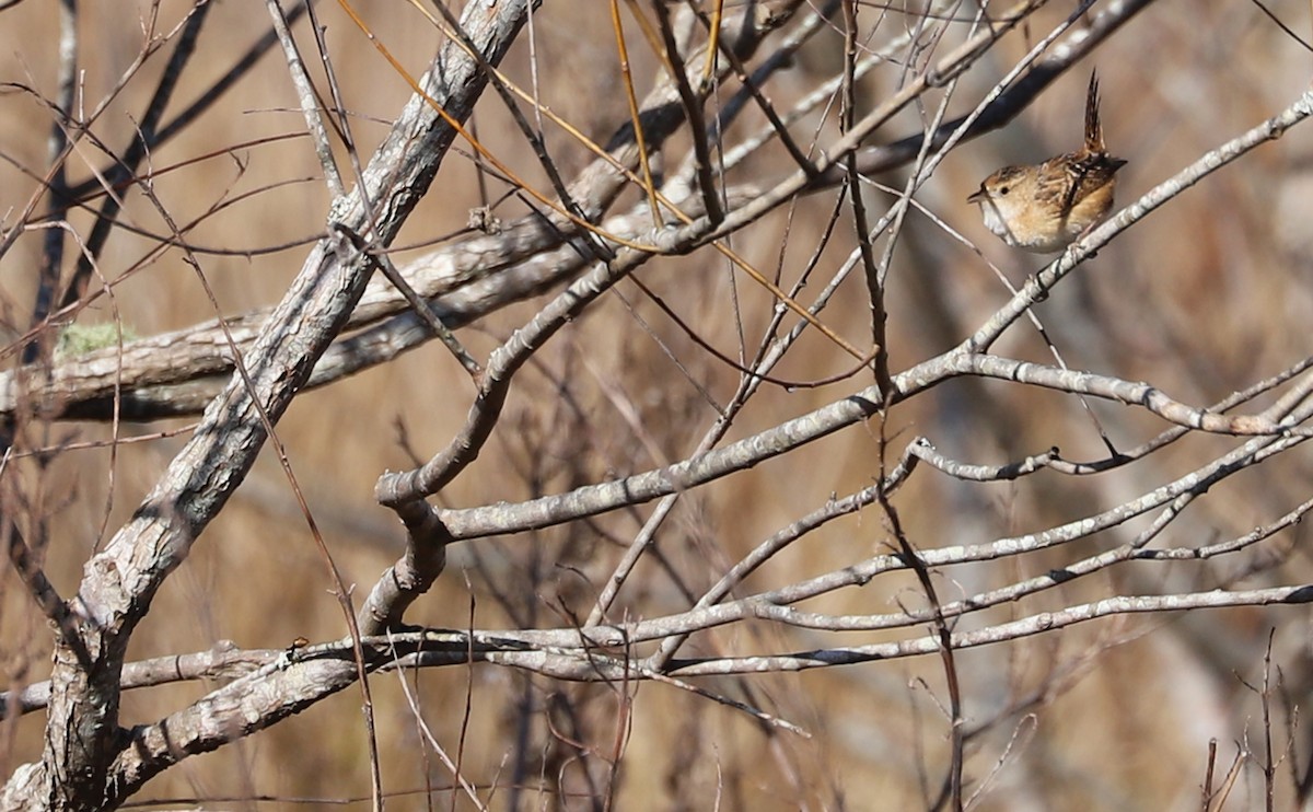 Sedge Wren - ML615607838