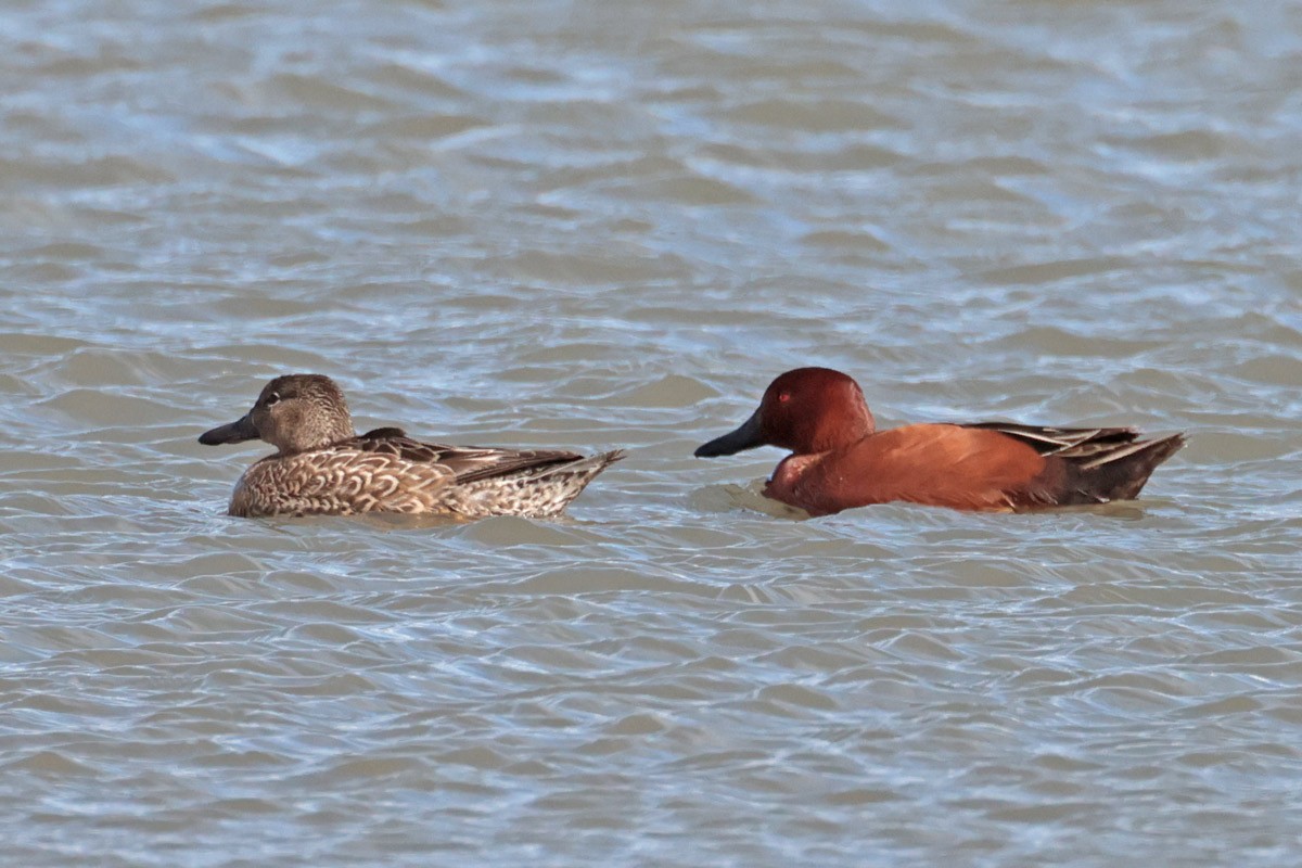 Cinnamon Teal - ML615607873