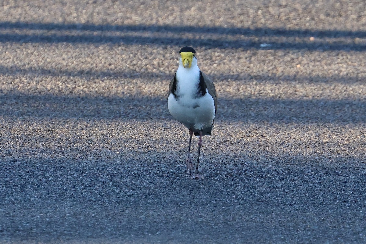 Masked Lapwing - ML615607875