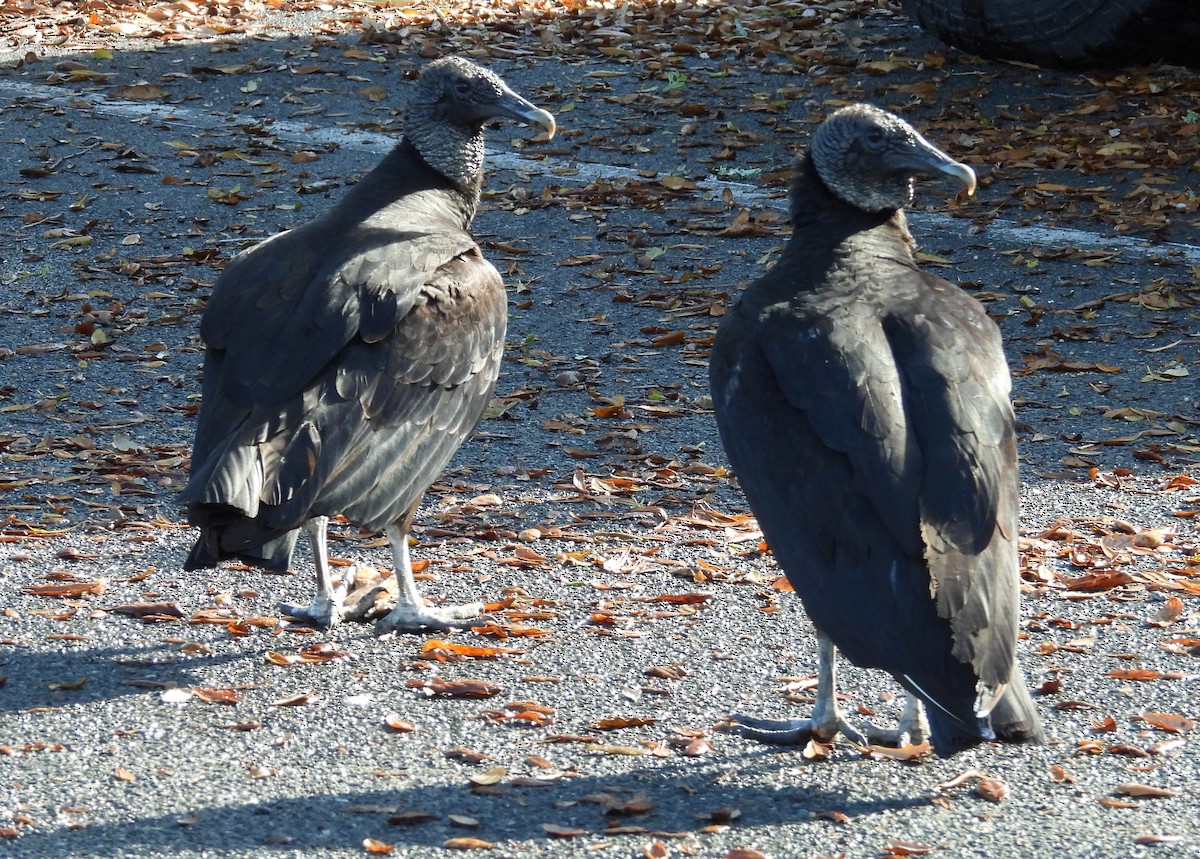 Black Vulture - ML615607900