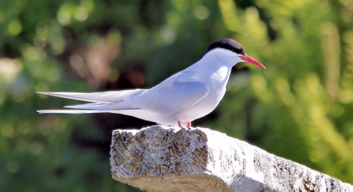 Arctic Tern - ML61560791