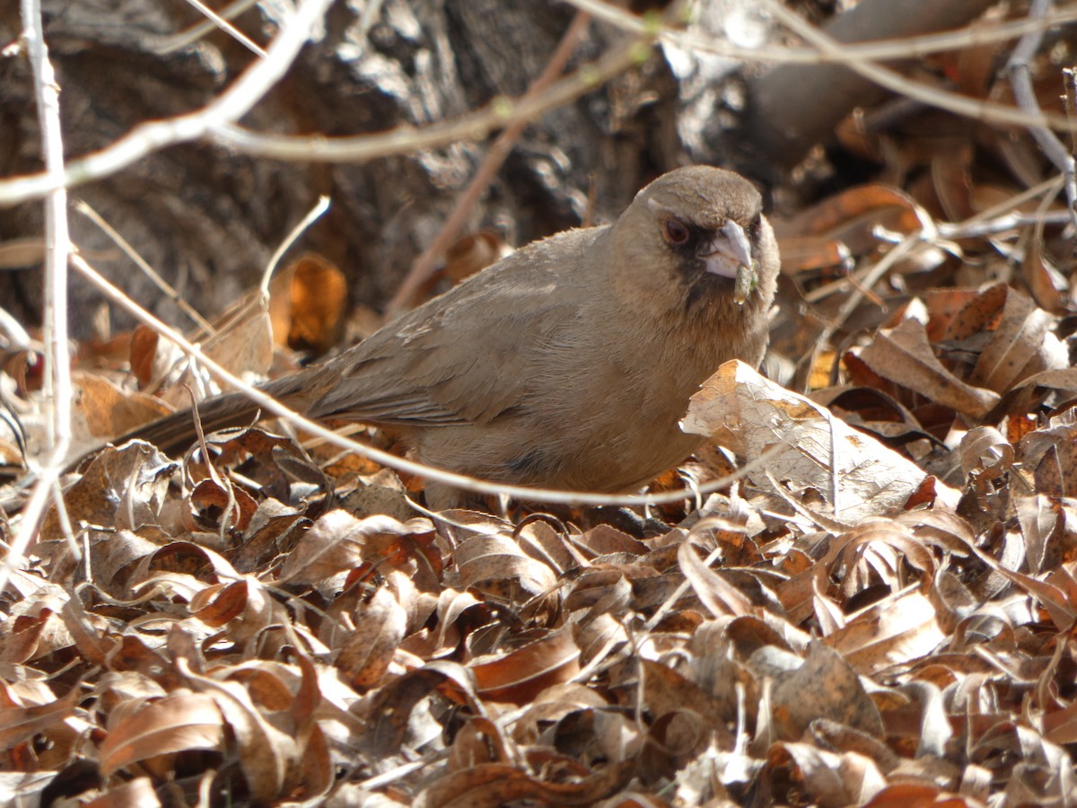 Abert's Towhee - ML615607925