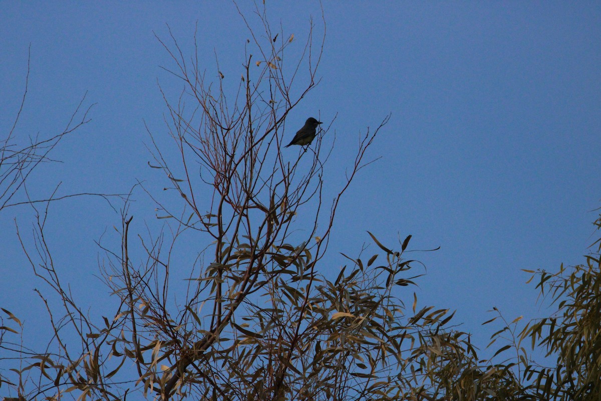 Cassin's Kingbird - ML615607934