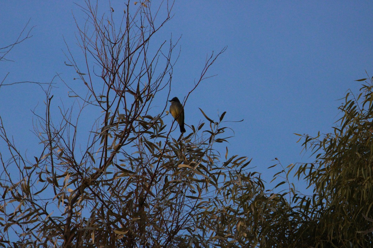 Cassin's Kingbird - ML615607935