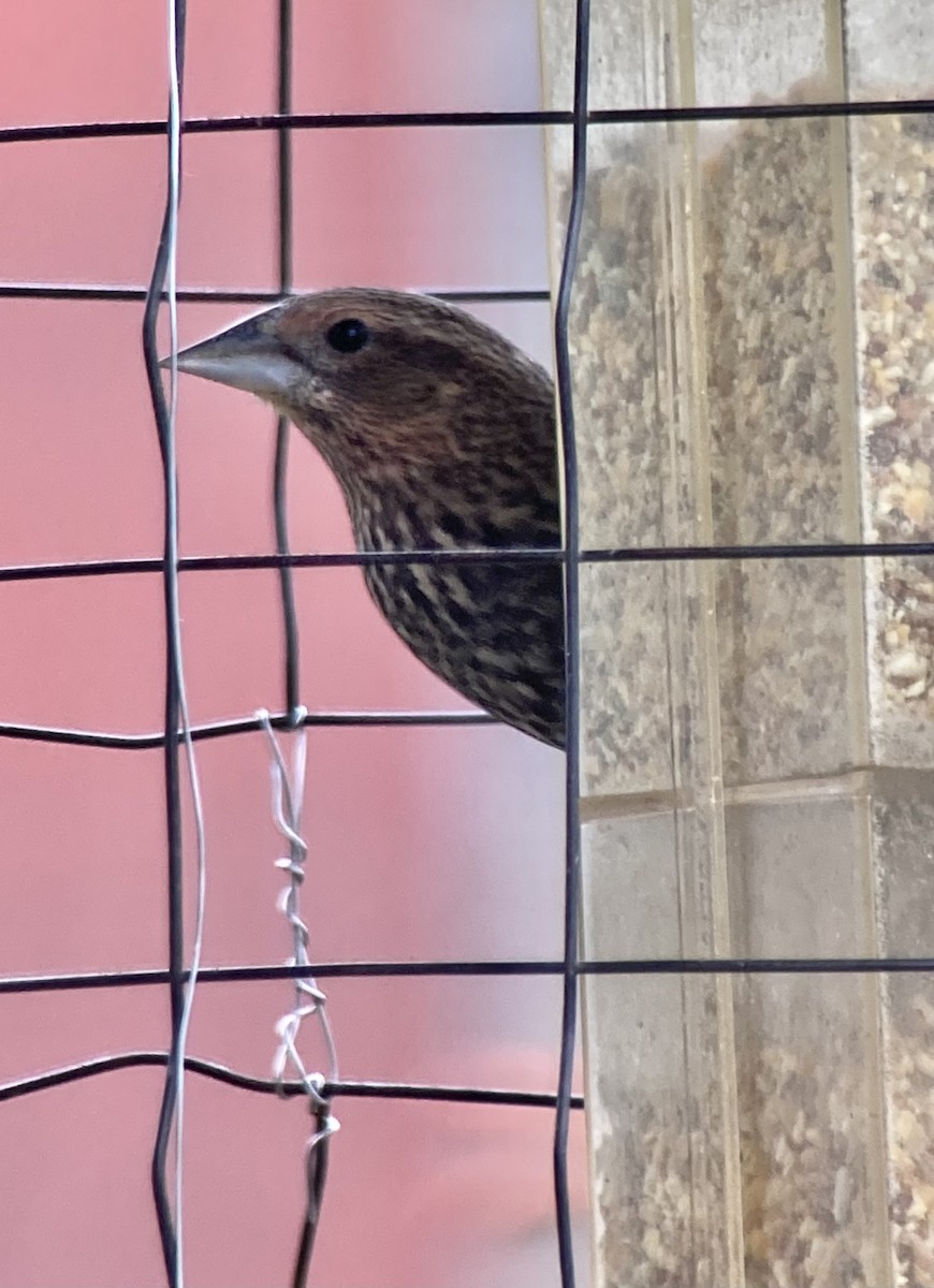 Red-winged Blackbird - ML615607938