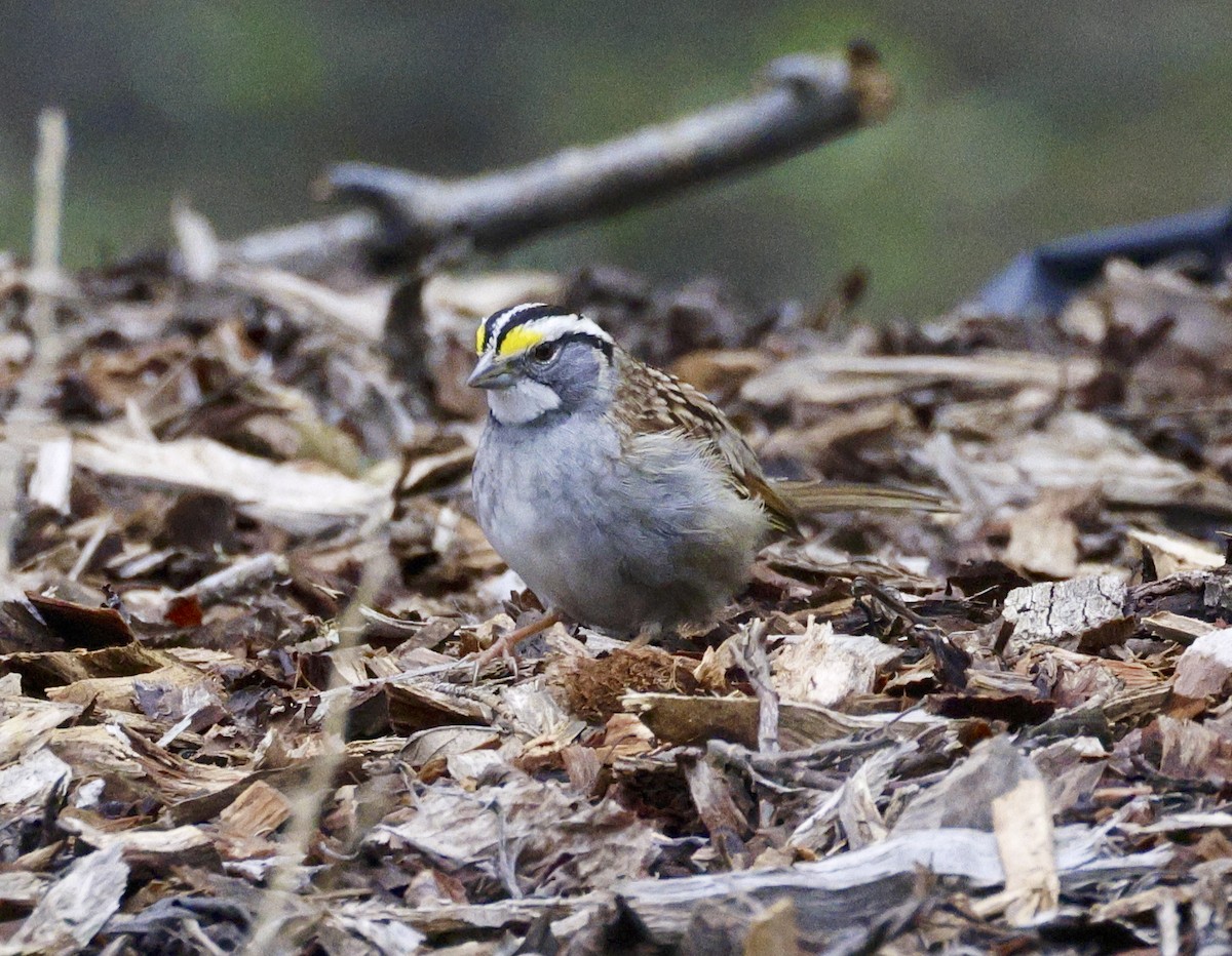 White-throated Sparrow - ML615607990