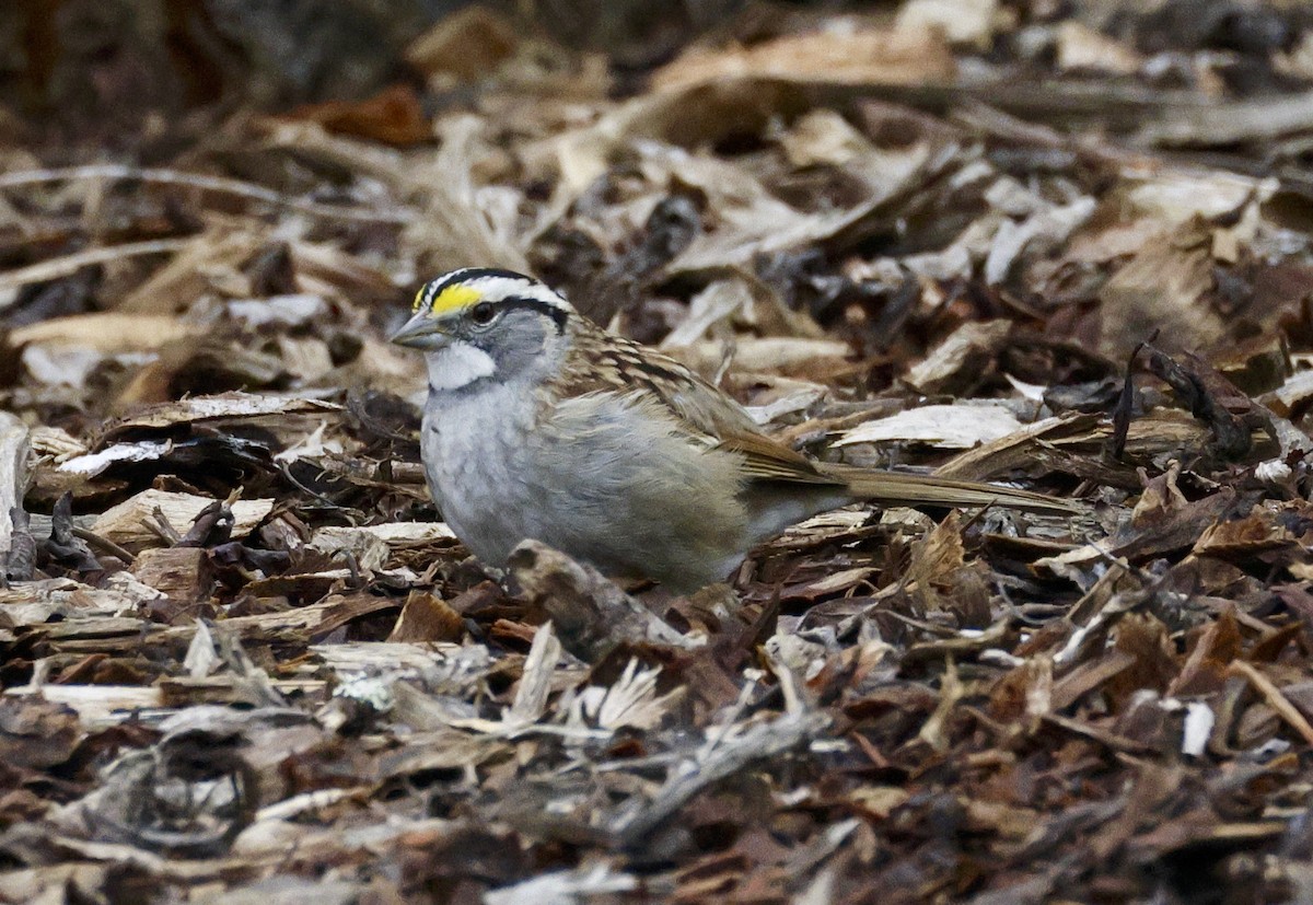 White-throated Sparrow - ML615607991