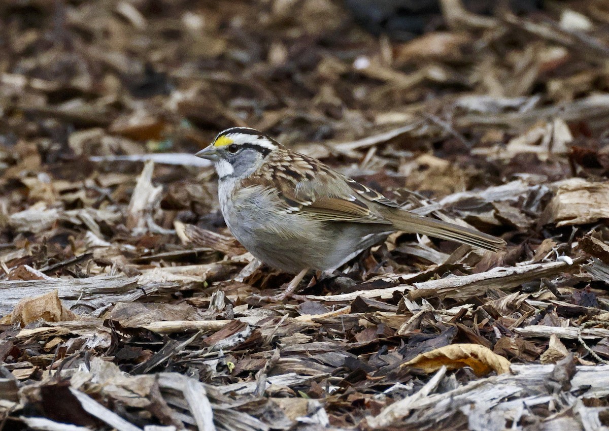 White-throated Sparrow - Adam Dudley