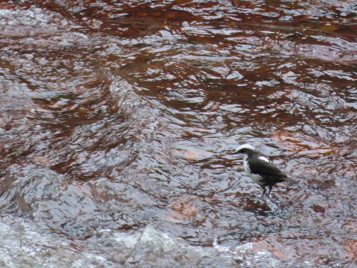 White-capped Dipper - ML615608003